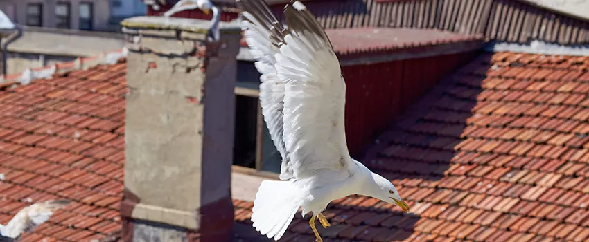 Residential Chimney Animal Removal Solution in Spokane, WA